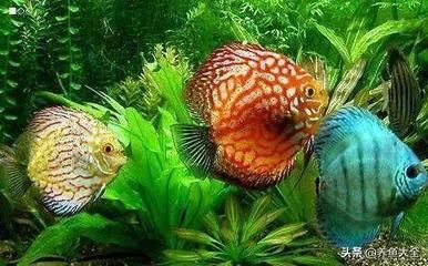 龍魚和女王大帆混養(yǎng)的可行性分析（將龍魚與女王大帆魚混養(yǎng)時(shí)需要了解這兩種魚類的特性）