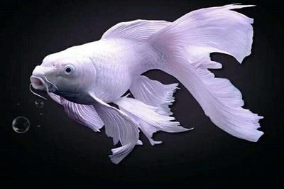 龍魚和女王大帆混養(yǎng)的可行性分析（將龍魚與女王大帆魚混養(yǎng)時(shí)需要了解這兩種魚類的特性）