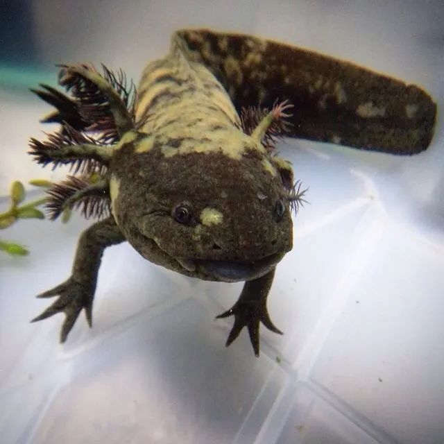 六角恐龍魚身上長白點(diǎn)怎么了，六角恐龍魚身上長白點(diǎn)可能由多種原因引起