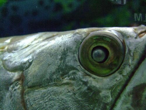 龍魚(yú)眼睛凹陷快速恢復(fù)方法：龍魚(yú)眼睛凹陷快速恢復(fù)方法是幾種有效的快速恢復(fù)方法