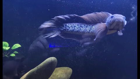 古典幻彩龍魚（關(guān)于古典幻彩龍魚的問題）