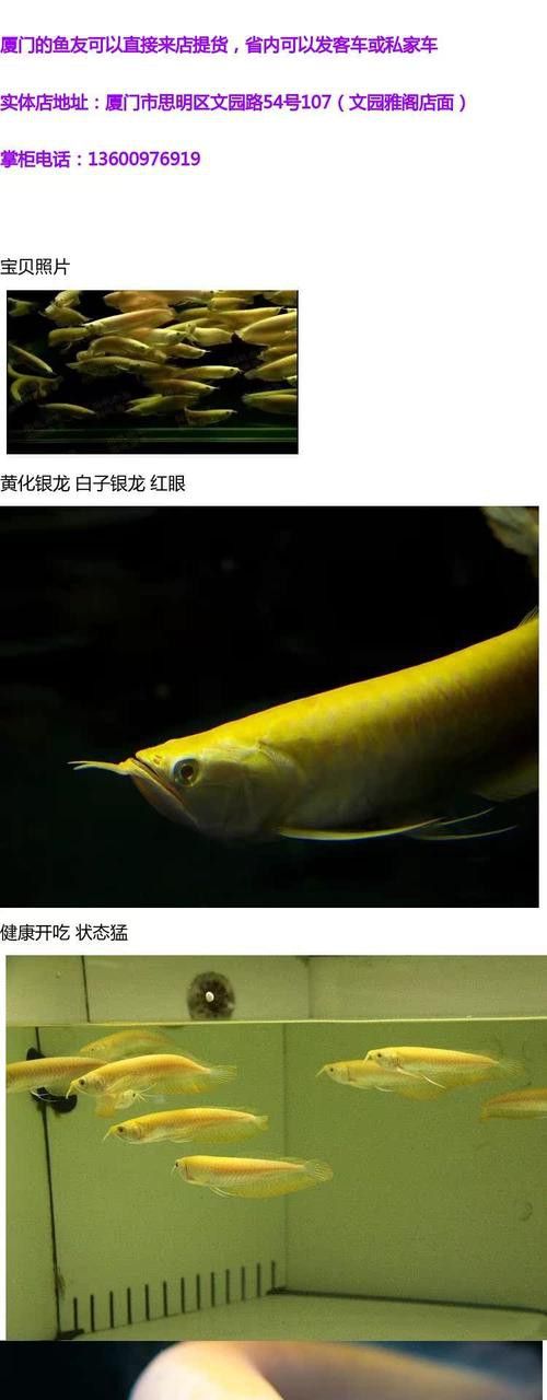 白子銀龍魚圖片高清大圖