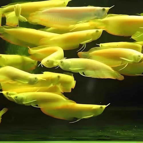 白子銀龍魚圖片高清大圖