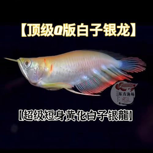 白子銀龍魚圖片高清大圖