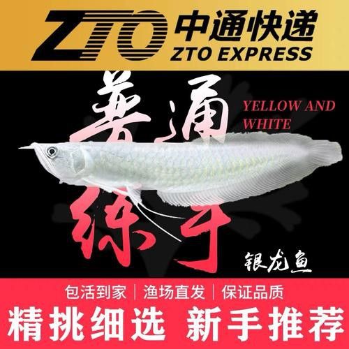 白子銀龍魚圖片高清大圖