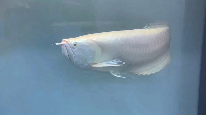 白子銀龍魚圖片高清大圖