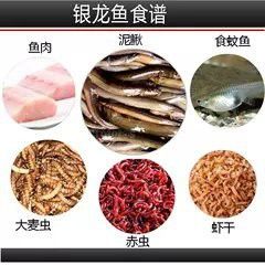 白子銀龍魚圖片高清大圖