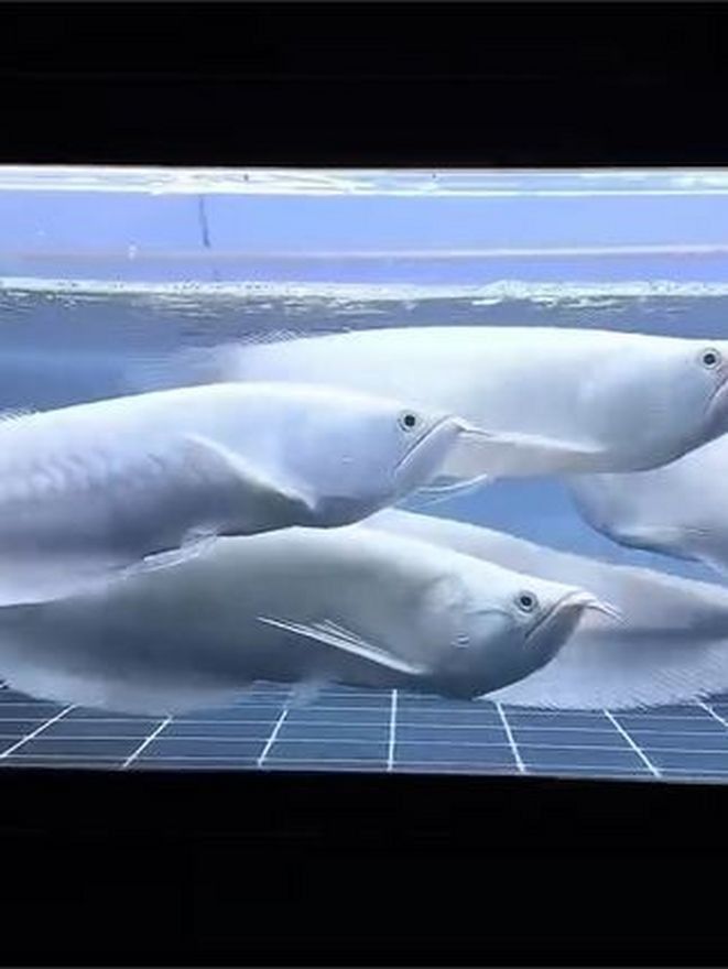 白子銀龍魚圖片高清大圖