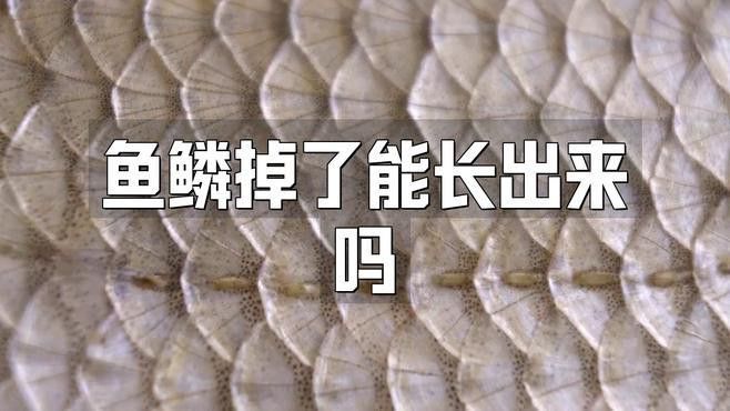 龍魚撞缸掉鱗會自愈嗎？