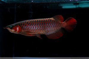 紅龍魚苗尾巴是什么顏色：紅龍魚苗尾巴的顏色并非單一固定的，其特點受到多種因素影響 紅龍魚苗尾巴是什么顏色：紅龍魚苗尾巴的顏色并非單一固定的，其特點受到多種因素影響 龍魚百科 第4張