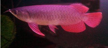 紅龍魚苗尾巴是什么顏色：紅龍魚苗尾巴的顏色并非單一固定的，其特點受到多種因素影響 紅龍魚苗尾巴是什么顏色：紅龍魚苗尾巴的顏色并非單一固定的，其特點受到多種因素影響 龍魚百科 第1張