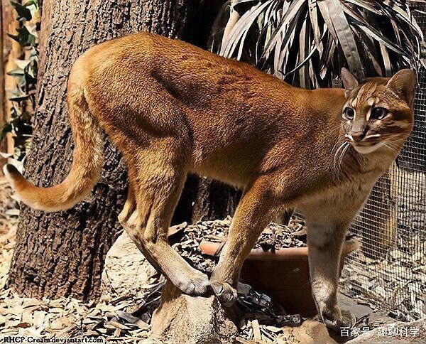 金貓打得過猞猁嗎