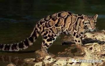 金貓打得過猞猁嗎