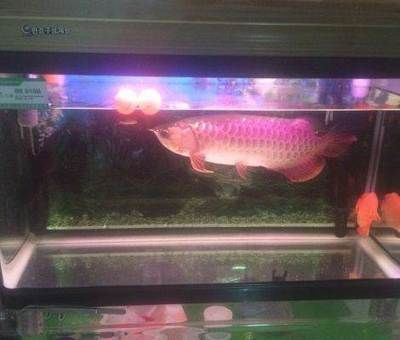 高背金龍魚怎么養(yǎng)（高背金龍魚怎么養(yǎng)高背金龍魚的飼養(yǎng)方法視頻教程） 高背金龍魚怎么養(yǎng)（高背金龍魚怎么養(yǎng)高背金龍魚的飼養(yǎng)方法視頻教程） 龍魚百科 第3張