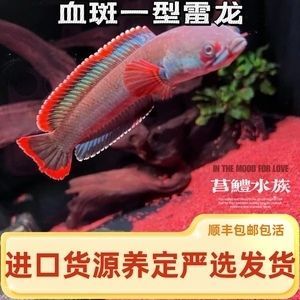 酒紅雷龍魚苗：酒紅雷龍魚苗發(fā)色技巧分享酒紅雷龍魚苗發(fā)色技巧分享