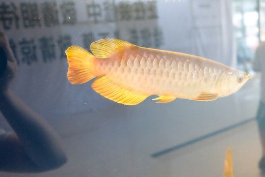 金龍魚能和羅漢魚一起養(yǎng)嗎：金龍魚和羅漢魚可以一起養(yǎng)嗎，金龍魚和羅漢魚一起養(yǎng)嗎 金龍魚能和羅漢魚一起養(yǎng)嗎：金龍魚和羅漢魚可以一起養(yǎng)嗎，金龍魚和羅漢魚一起養(yǎng)嗎 龍魚百科 第2張
