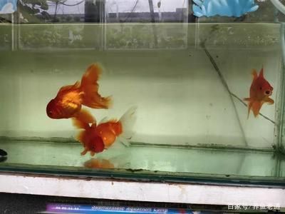 龍魚虎魚配什么魚：龍魚、虎魚和其他魚類混養注意事項
