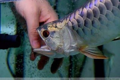 龍魚幾天開口換水：關于“龍魚幾天開口換水”的查詢當前無法直接提供具體信息 龍魚幾天開口換水：關于“龍魚幾天開口換水”的查詢當前無法直接提供具體信息 龍魚百科 第3張