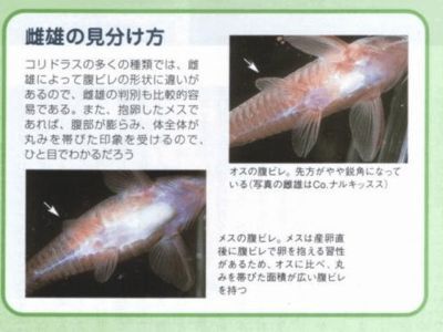 龍魚鰭折了怎么辦，：龍魚的鰭折了怎么辦