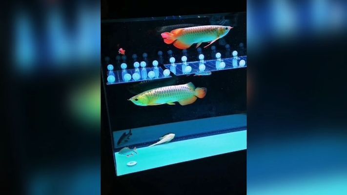 龍魚缸底用什么顏色：如何選擇龍魚缸底顏色