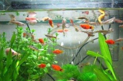 紅龍魚(yú)缸可以放海鹽嗎（紅龍魚(yú)缸可以放海鹽么？） 紅龍魚(yú)缸可以放海鹽嗎（紅龍魚(yú)缸可以放海鹽么？） 龍魚(yú)百科 第3張