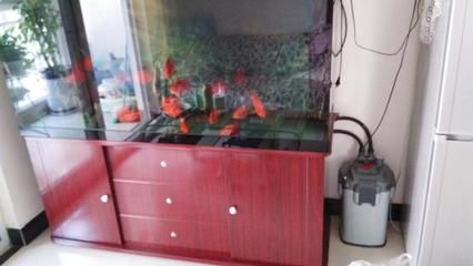 紅龍魚(yú)缸可以放海鹽嗎（紅龍魚(yú)缸可以放海鹽么？） 紅龍魚(yú)缸可以放海鹽嗎（紅龍魚(yú)缸可以放海鹽么？） 龍魚(yú)百科 第1張