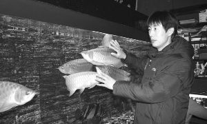 北京紅龍魚哪家好一點：北京紅龍魚市場