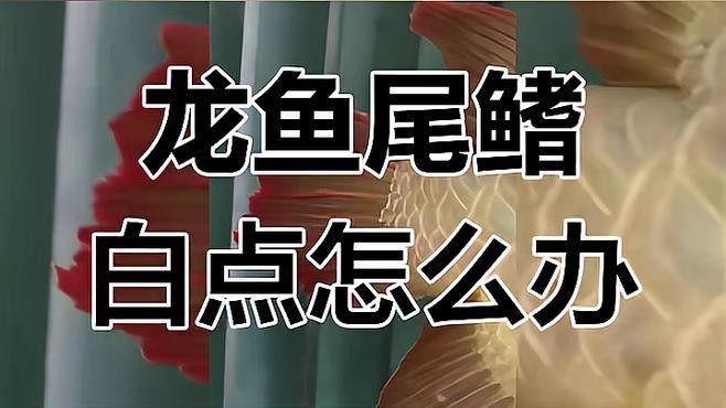 金龍魚背上長白點怎么回事