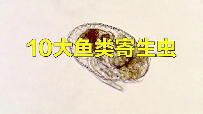 金龍魚背上長白點怎么回事