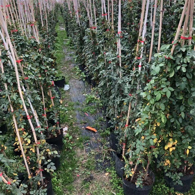 紅龍幼苗市場行情 龍魚百科 第2張 紅龍幼苗市場行情 紅龍幼苗市場行情 龍魚百科 第2張