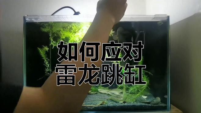 龍魚跳缸后多久喂食？