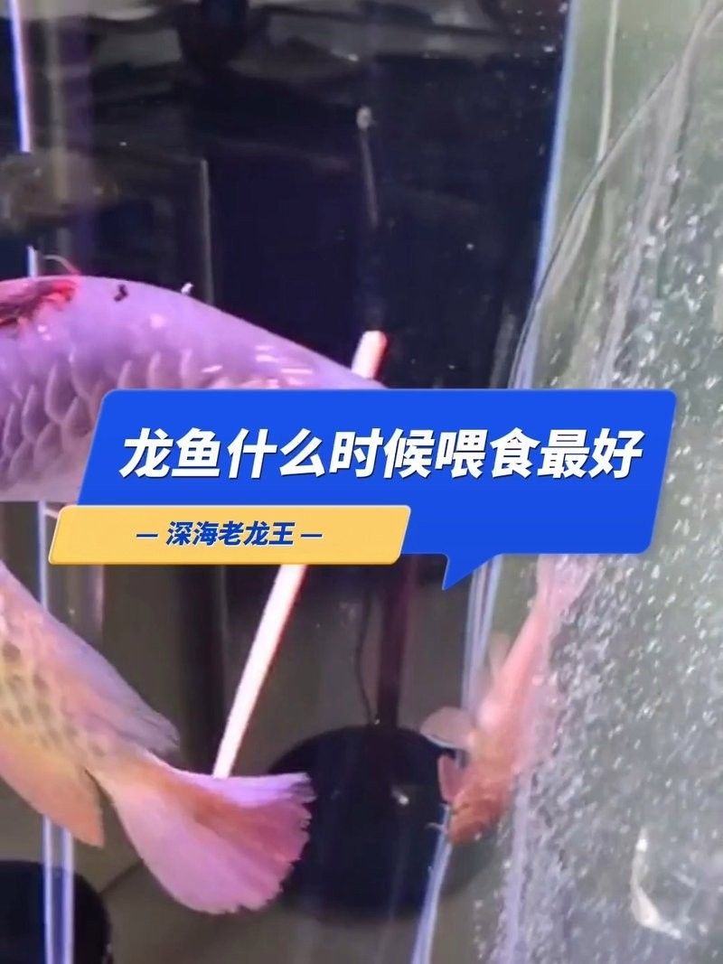 龍魚跳缸后多久喂食？