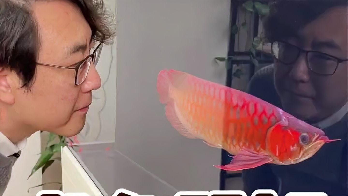 龍魚跳缸后多久喂食？