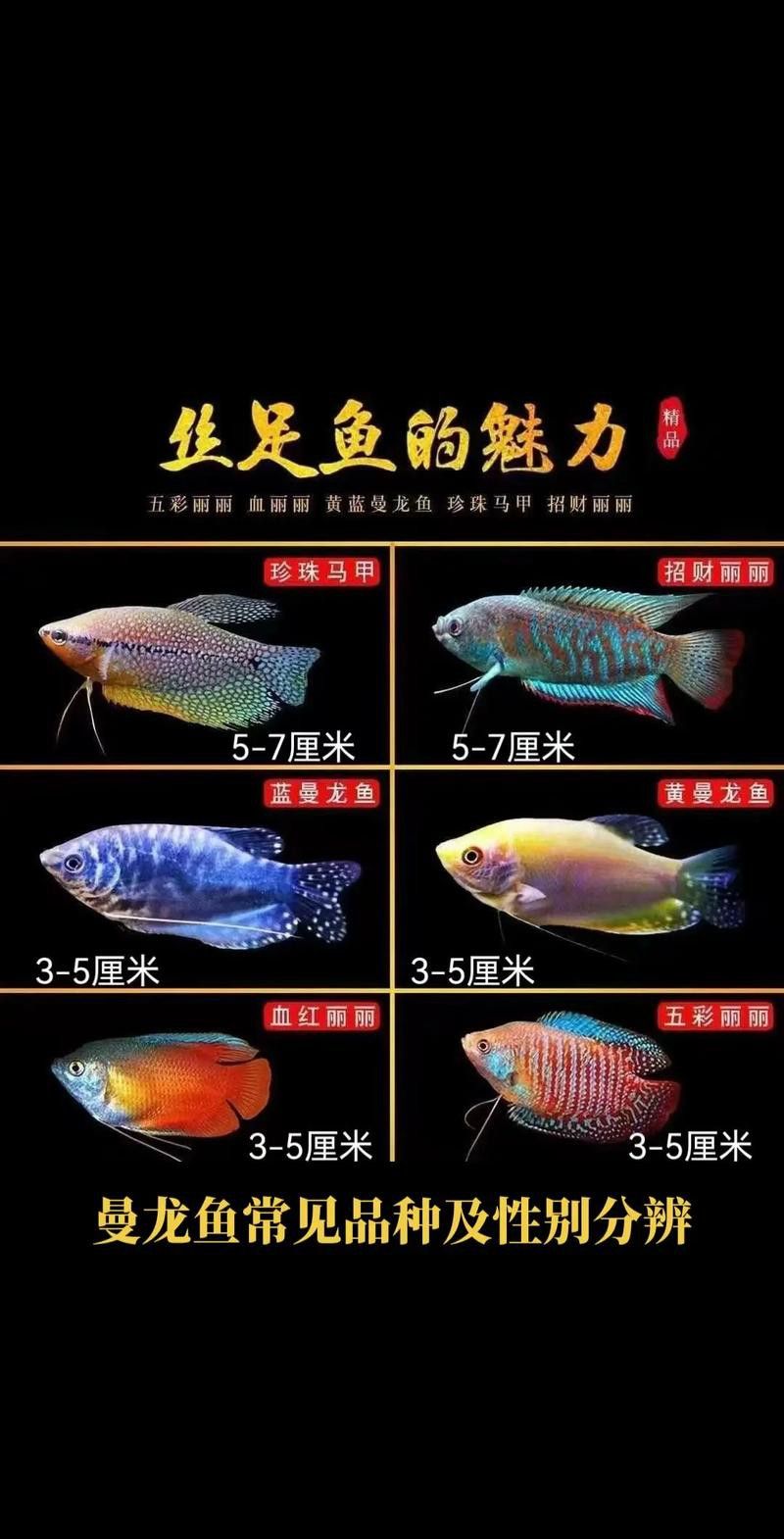 有哪些品種的龍魚價格最低？ 有哪些品種的龍魚價格最低？ 龍魚百科 第1張