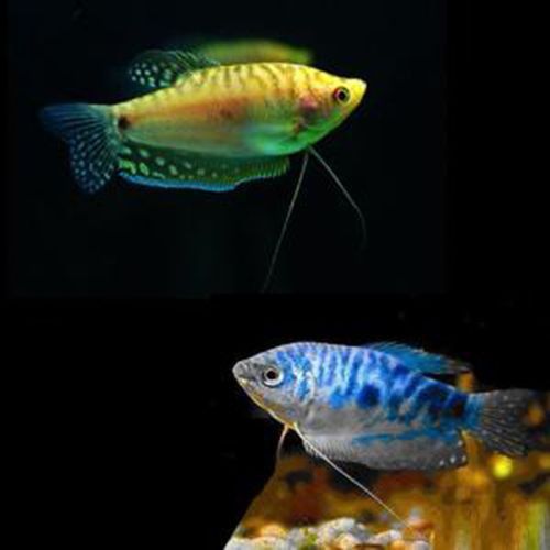 有哪些品種的龍魚價格最低？ 有哪些品種的龍魚價格最低？ 龍魚百科 第3張