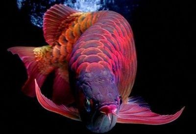 紅金龍魚(yú)的價(jià)格（紅金龍魚(yú)價(jià)格-最新紅金龍魚(yú)價(jià)格批發(fā)報(bào)價(jià)）