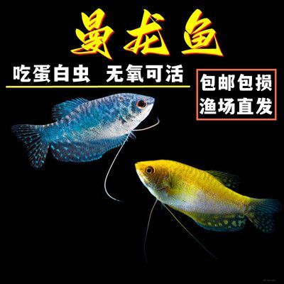 龍魚價(jià)格排行榜前十名有哪些品種：世界上最貴的十大名魚排行榜