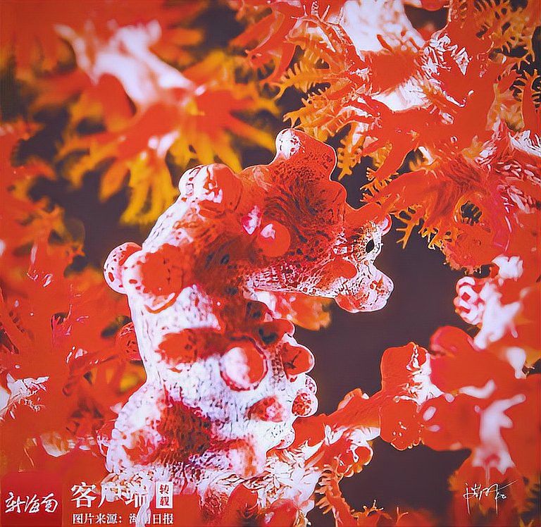 有哪些著名的龍魚攝影師