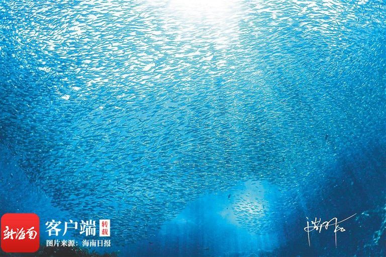 有哪些著名的龍魚攝影師