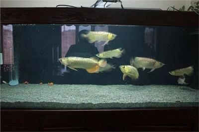 金龍魚能和別的魚一起養(yǎng)嗎怎么養(yǎng)：金龍魚可以和其他魚一起養(yǎng)嗎