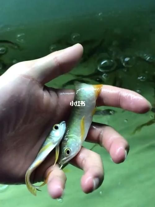 金龍魚幼苗1-2厘米圖片