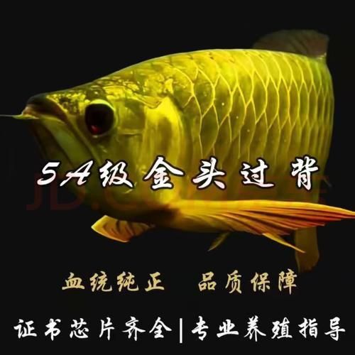 金龍魚幼苗1-2厘米圖片