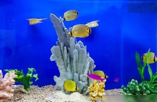 紅龍魚單側(cè)掉眼怎么辦啊圖片視頻講解（紅龍魚單側(cè)掉眼怎么辦啊圖片視頻講解大全） 紅龍魚單側(cè)掉眼怎么辦啊圖片視頻講解（紅龍魚單側(cè)掉眼怎么辦啊圖片視頻講解大全） 龍魚百科