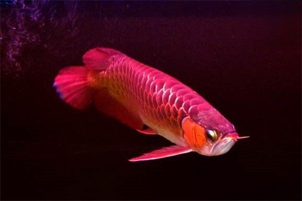 龍魚爛鰭病有哪些癥狀？