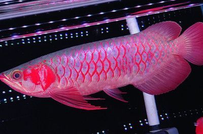 紅龍魚適應的ph值：紅龍魚適應的ph值范圍是6.5至7.5之間 紅龍魚適應的ph值：紅龍魚適應的ph值范圍是6.5至7.5之間 龍魚百科 第3張