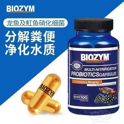 龍魚吃白條嗎:關于白條魚喂養龍魚的詳細解答 龍魚百科 第2張 龍魚吃白條嗎:關于白條魚喂養龍魚的詳細解答 龍魚吃白條嗎:關于白條魚喂養龍魚的詳細解答 龍魚百科 第2張