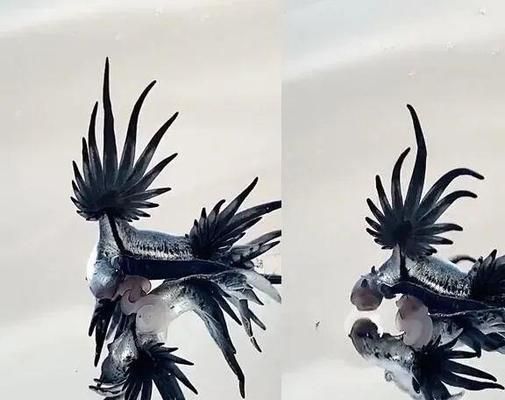 龍魚雌雄同體嗎能繁殖嗎（如何判斷龍魚性別,龍魚繁殖期的行為特點,提高龍魚繁殖成功率技巧） 龍魚雌雄同體嗎能繁殖嗎（如何判斷龍魚性別,龍魚繁殖期的行為特點,提高龍魚繁殖成功率技巧） 龍魚百科 第4張