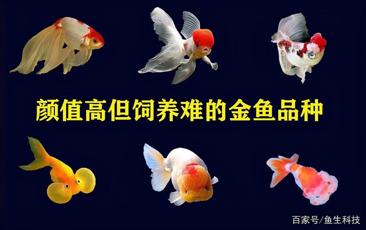 哪種金魚品種對充血最敏感? 龍魚百科 第1張 哪種金魚品種對充血最敏感? 哪種金魚品種對充血最敏感? 龍魚百科 第1張
