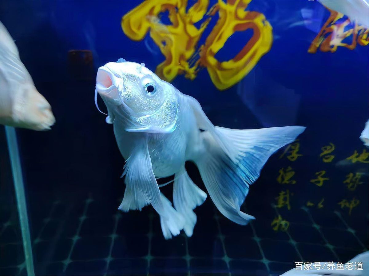 哪種金魚品種對充血最敏感? 龍魚百科 第4張 哪種金魚品種對充血最敏感? 哪種金魚品種對充血最敏感? 龍魚百科 第4張