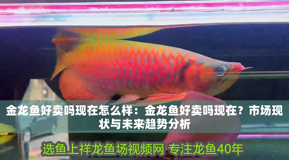 金龍魚好賣嗎現在怎么樣：金龍魚好賣嗎現在？市場現狀與未來趨勢分析